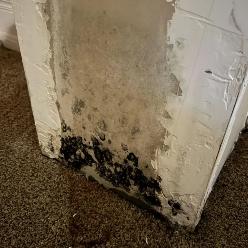Professional Mold Removal in Garfield County, NE
